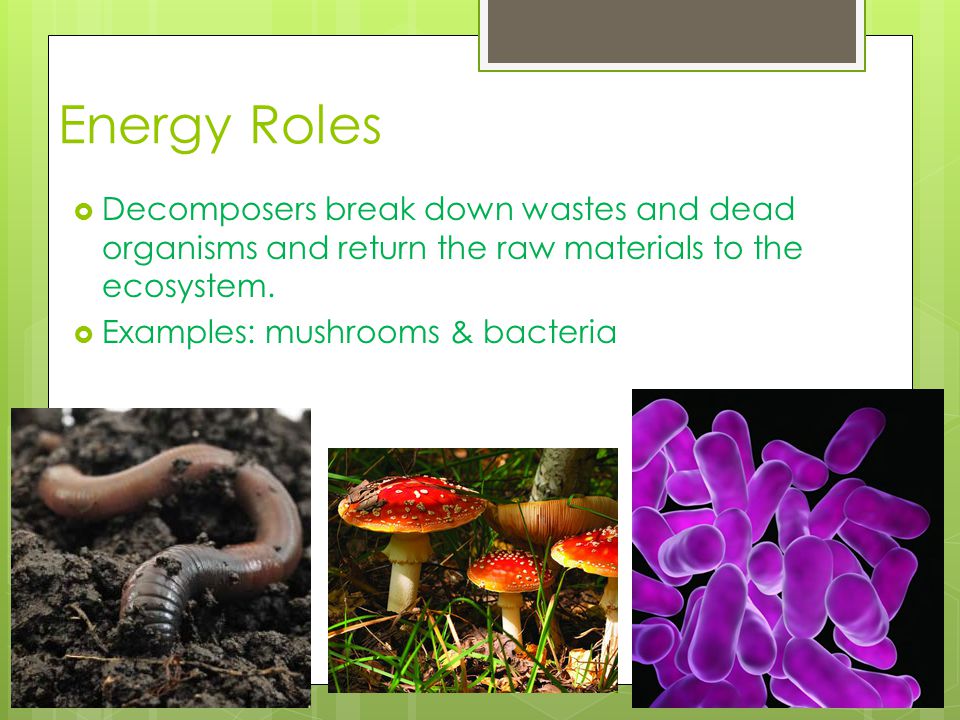 Energy Roles Decomposers break down wastes and dead organisms and return the raw materials to the ecosystem.