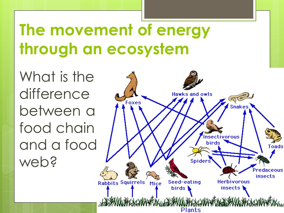 The movement of energy through an ecosystem