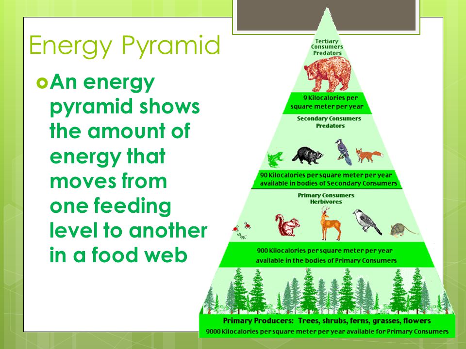 Energy Pyramid An energy pyramid shows the amount of energy that moves from one feeding level to another in a food web.
