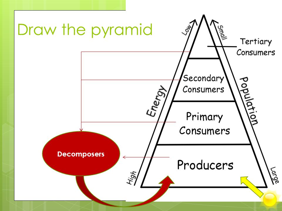 Draw the pyramid Decomposers