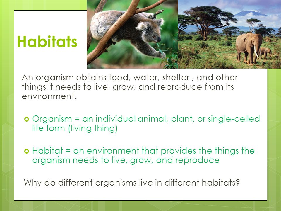 Habitats An organism obtains food, water, shelter , and other things it needs to live, grow, and reproduce from its environment.