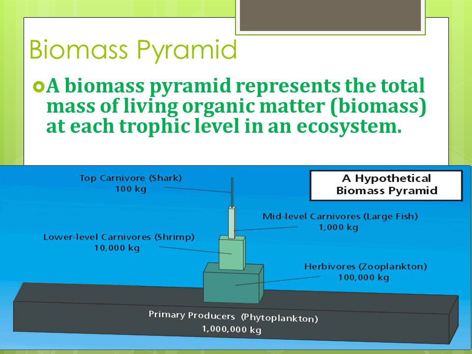 Biomass Pyramid A biomass pyramid represents the total mass of living organic matter (biomass) at each trophic level in an ecosystem.
