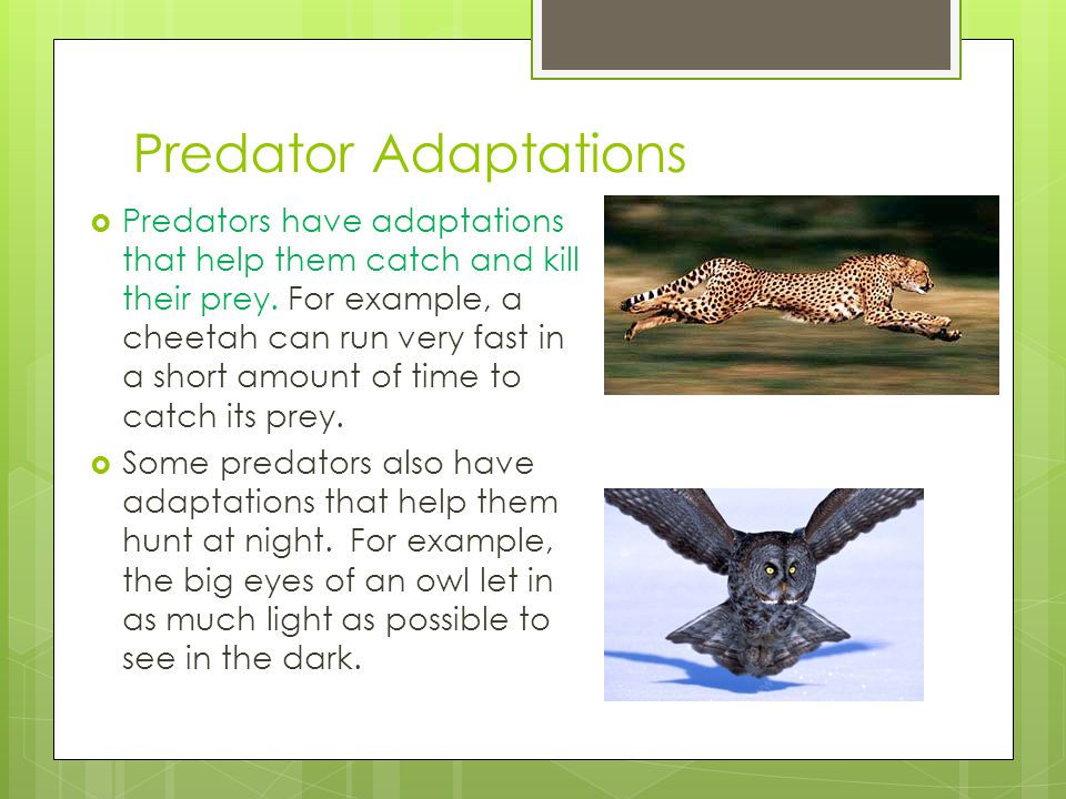 Predator Adaptations
