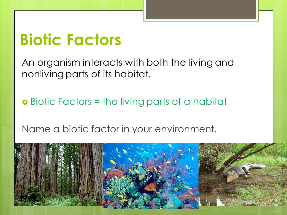 Biotic Factors An organism interacts with both the living and nonliving parts of its habitat. Biotic Factors = the living parts of a habitat.