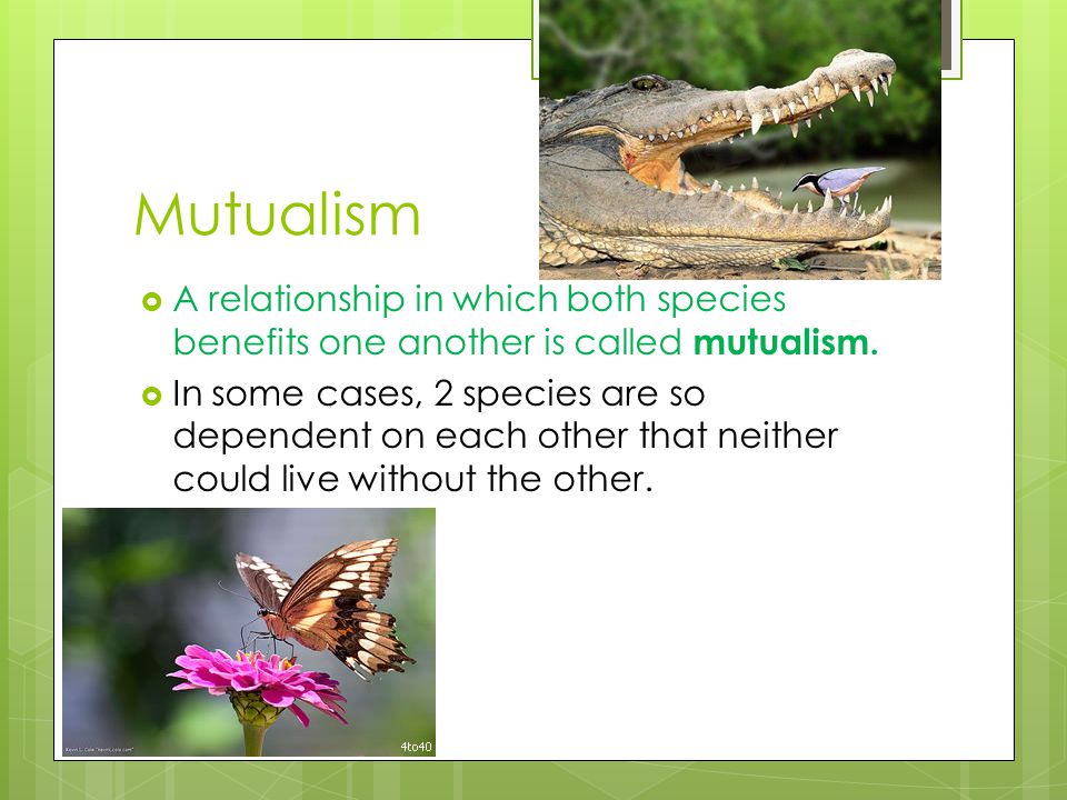 Mutualism A relationship in which both species benefits one another is called mutualism.