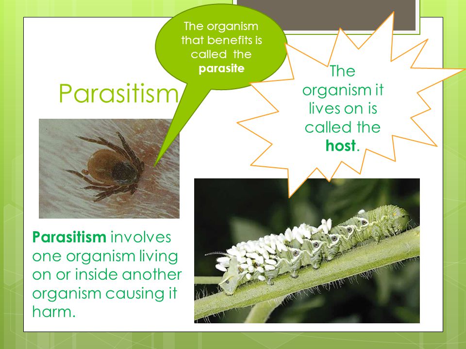 Parasitism The organism it lives on is called the host.