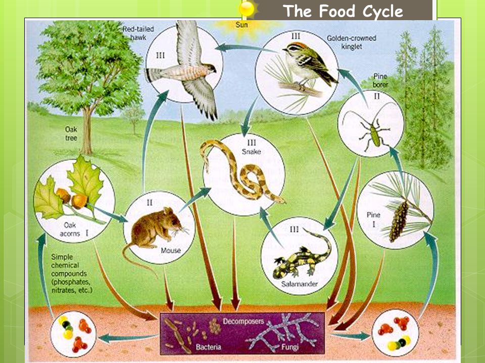 The Food Cycle