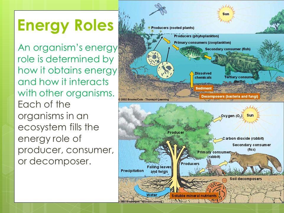 Energy Roles