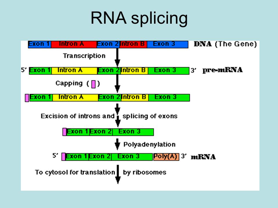 Последовательность этапов процессинга. Схема процессинга РНК. Схема процессинг м РНК. Процесс образования матричной РНК. Матричная РНК схема.