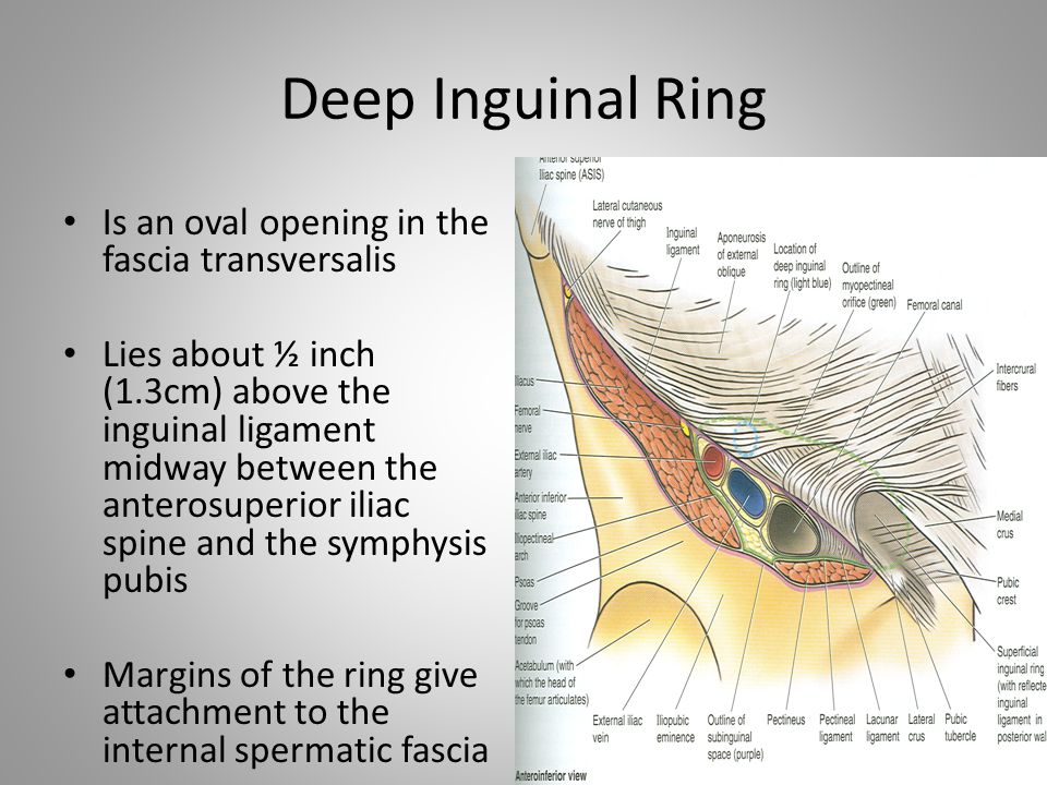 Inguinal canal. - ppt video online download