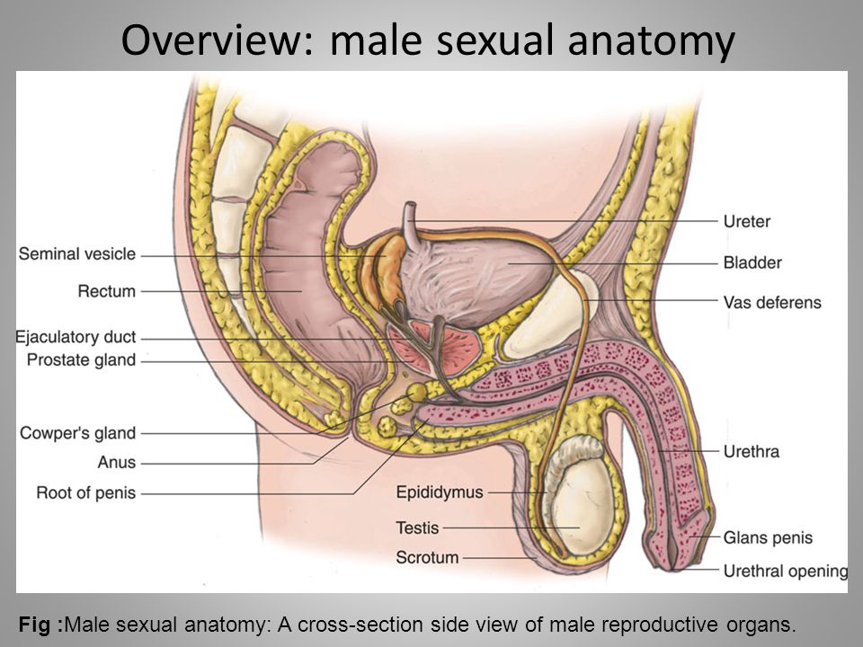 Male Sex Organ Diagram