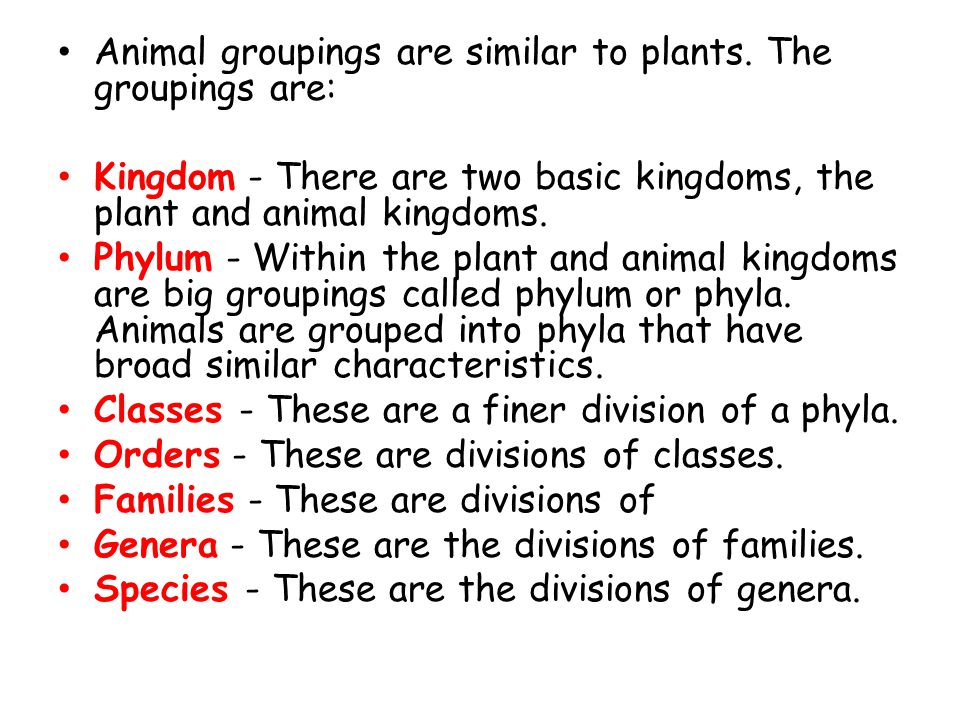 Chapter 3- Classification of Animals - ppt video online download Chapter 3- Classification of Animals - ppt video online download