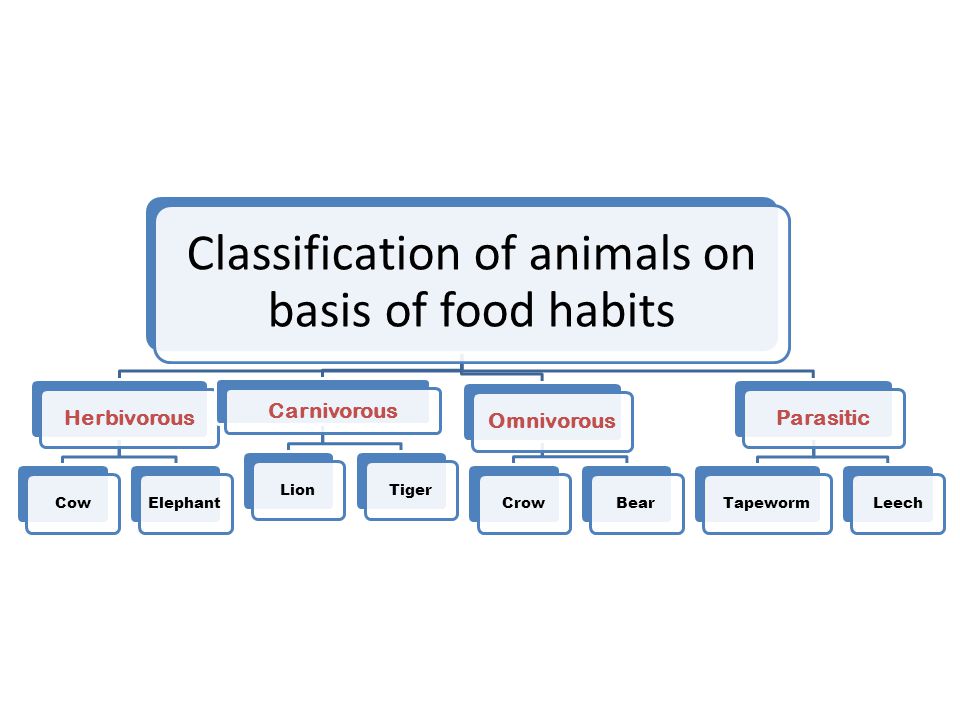Chapter 3- Classification of Animals - ppt video online download