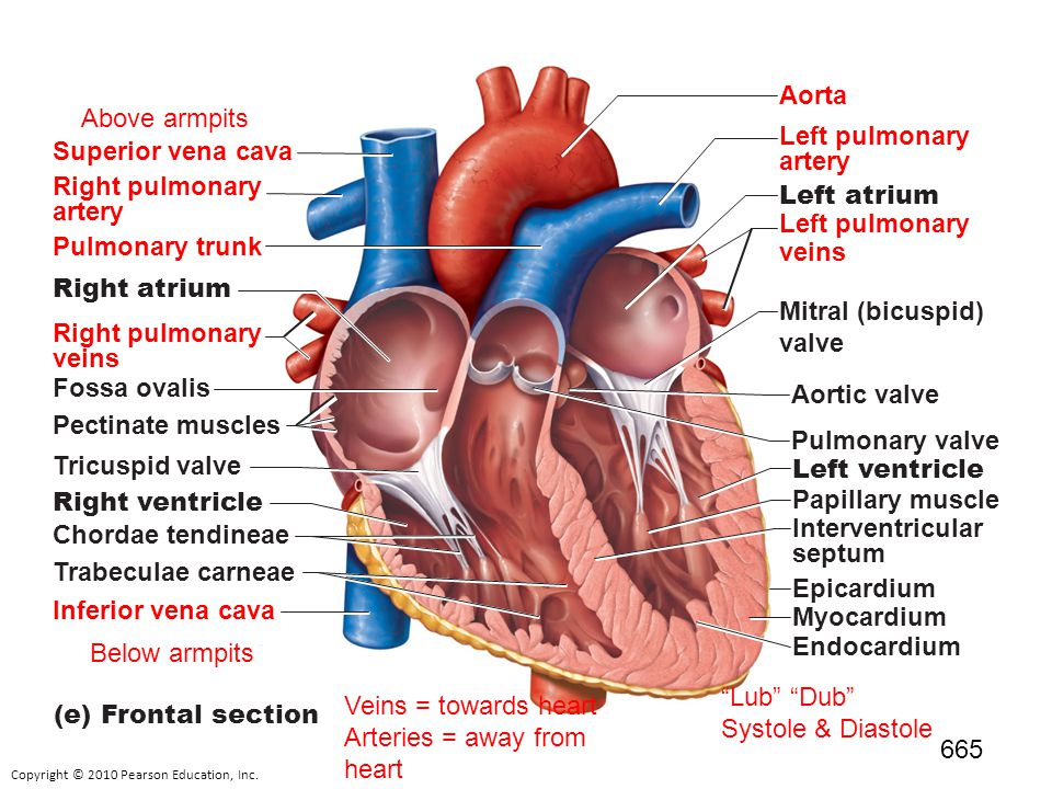 Cardiovascular Review 1 - ppt video online download