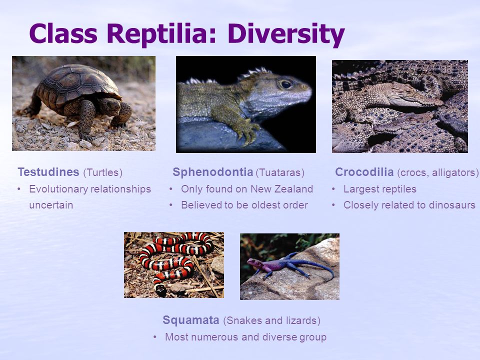 Marine Vertebrates: Lecture 5 - ppt video online download