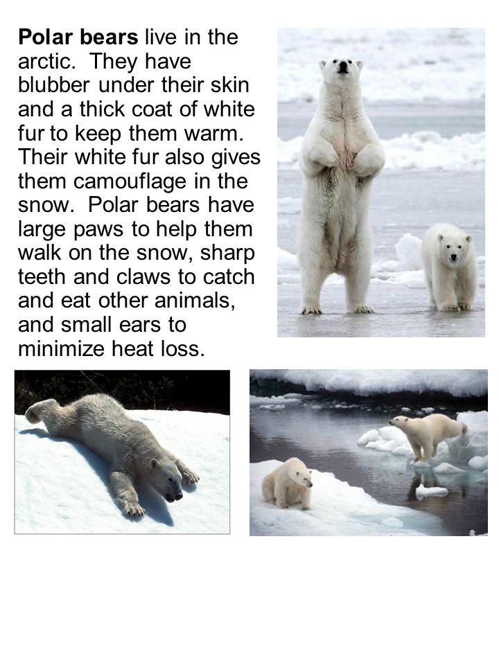 Under bear перевод. Белый медведь тонет. Дух белого медведя. Белый медведь мифология.