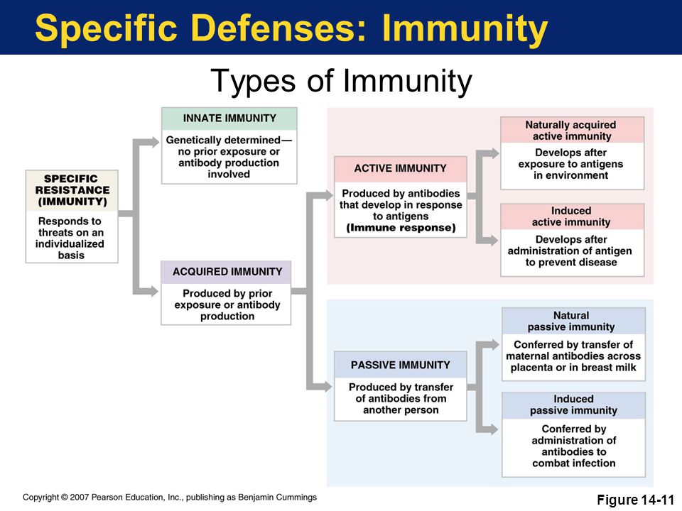 Types of natural. Types of Immunity. Specific Immunity. Innate and acquired Immunity. Types of Immunity response.