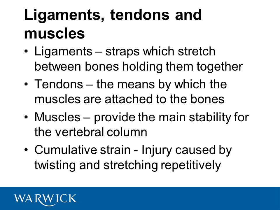 Ligaments, tendons and muscles