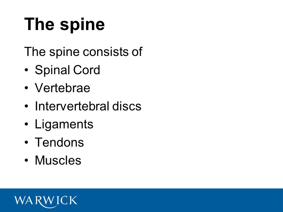 The spine The spine consists of Spinal Cord Vertebrae