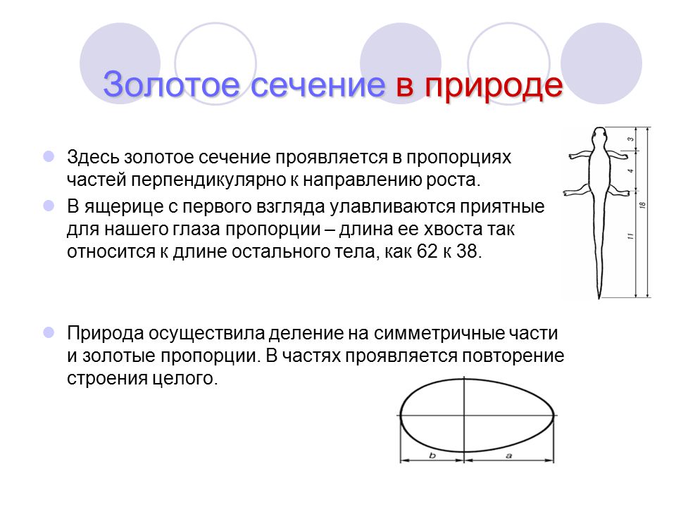 Проект загадочный мир пропорций