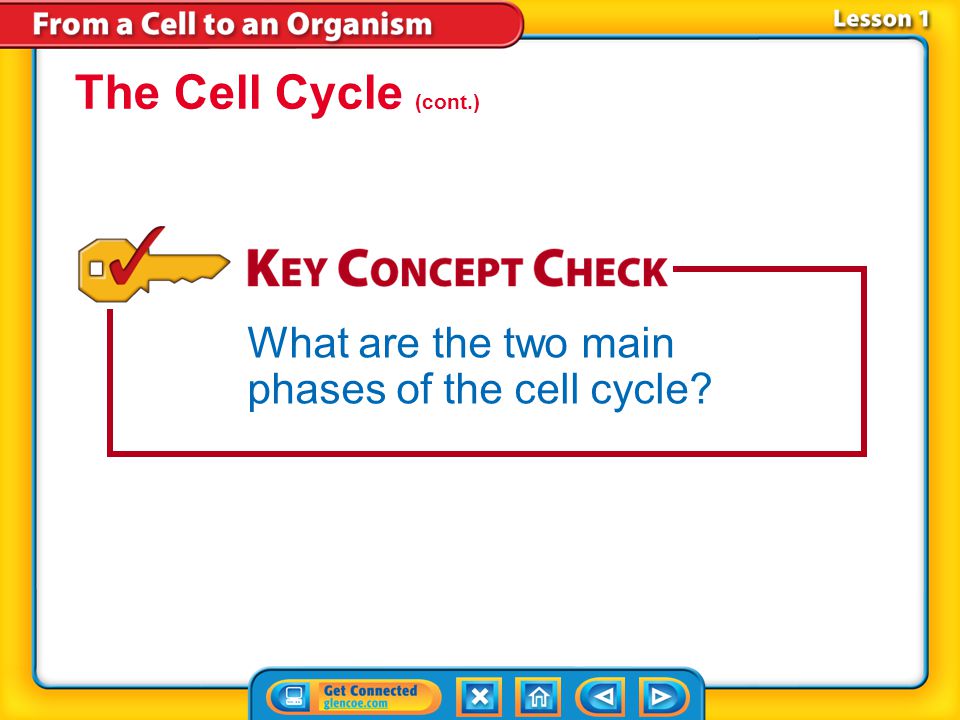 The Cell Cycle (cont.) What are the two main phases of the cell cycle