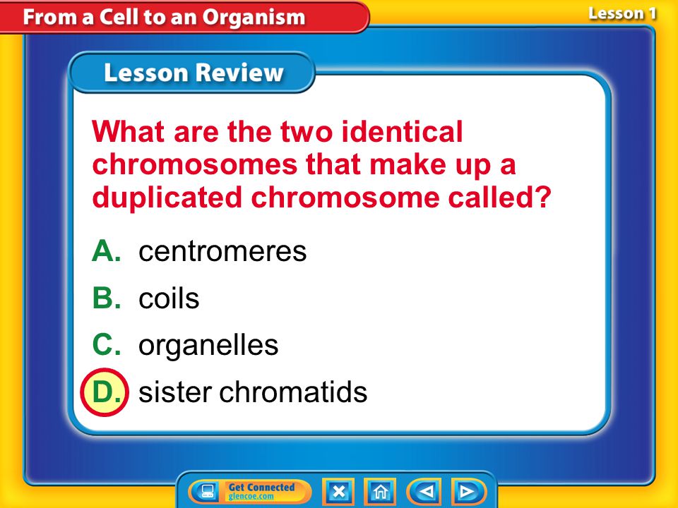 What are the two identical chromosomes that make up a duplicated chromosome called