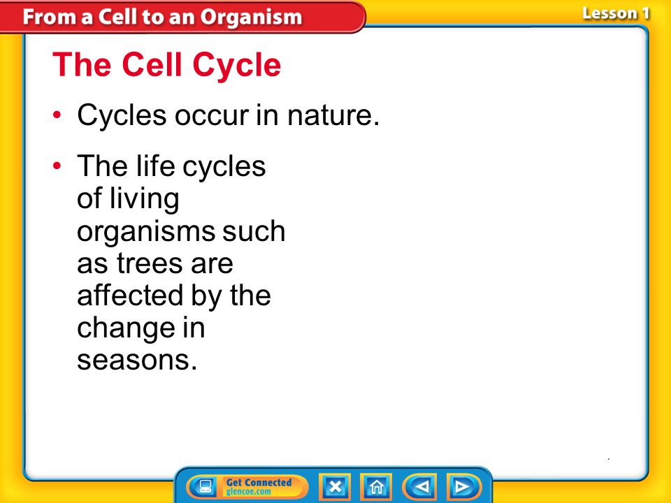 The Cell Cycle Cycles occur in nature.