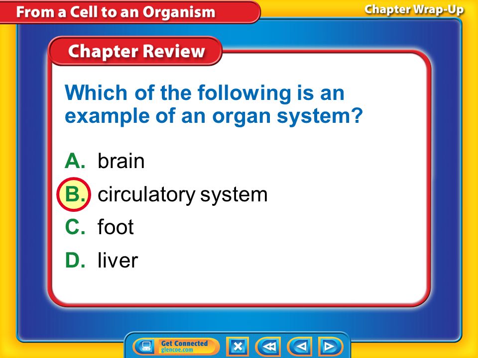Which of the following is an example of an organ system