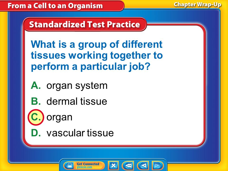 What is a group of different tissues working together to perform a particular job