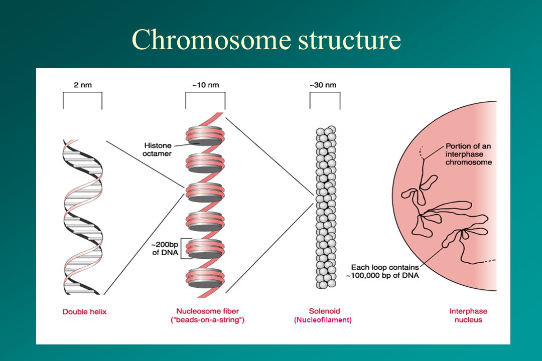 Водоросли хромосомы. Хромосома. Строение хромосом человека. Спирализованная хромосома. Раскрученная хромосома.