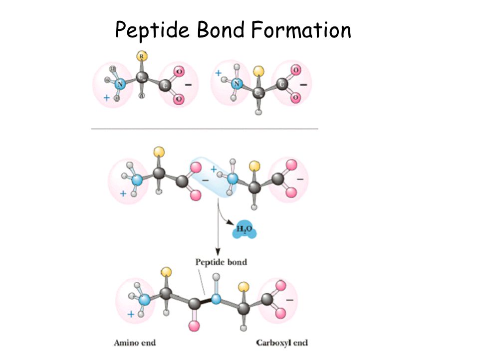 Peptide Bond Formation.