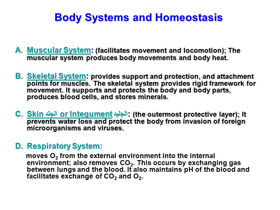 Body Systems and Homeostasis