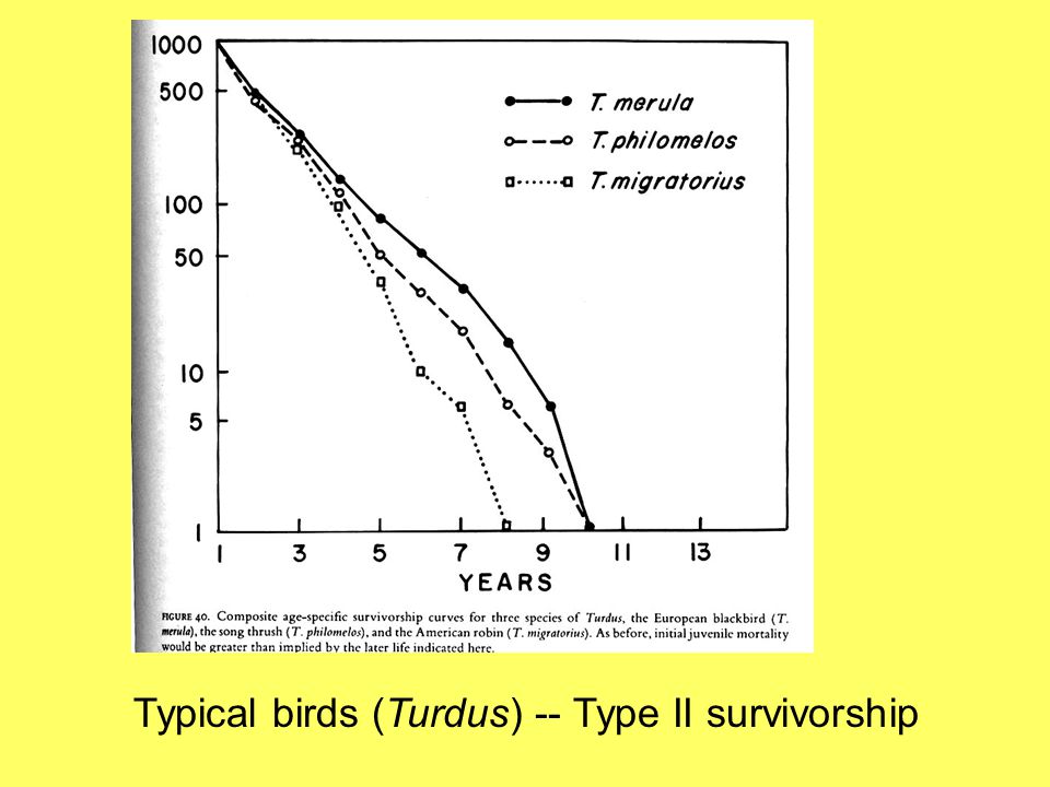 Typical birds (Turdus) -- Type II survivorship
