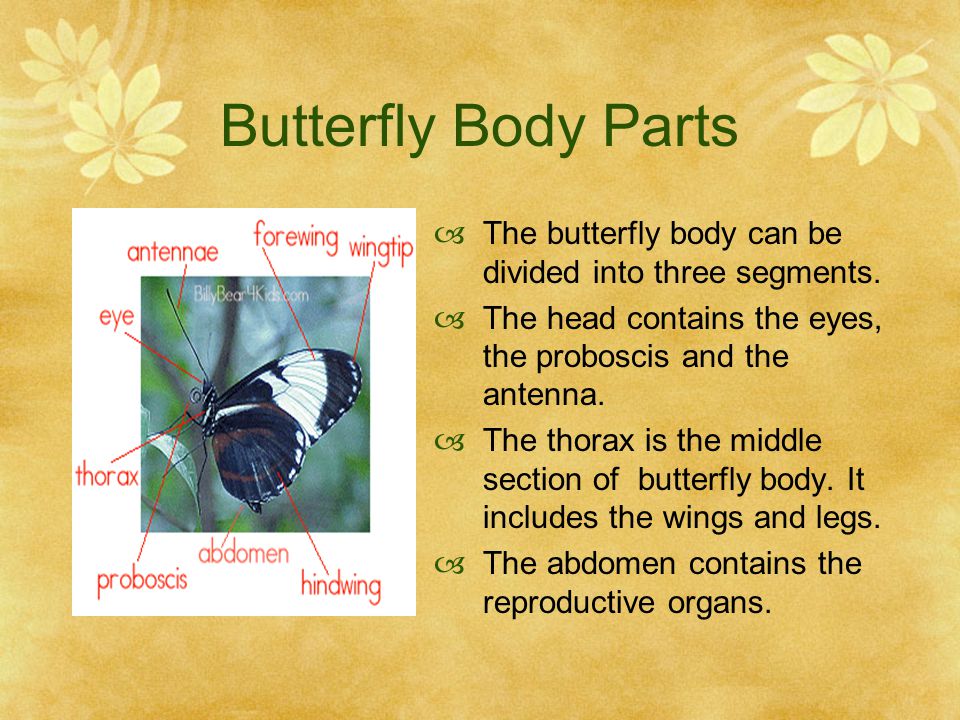 Butterfly Body Parts The butterfly body can be divided into three segments. The head contains the eyes, the proboscis and the antenna.