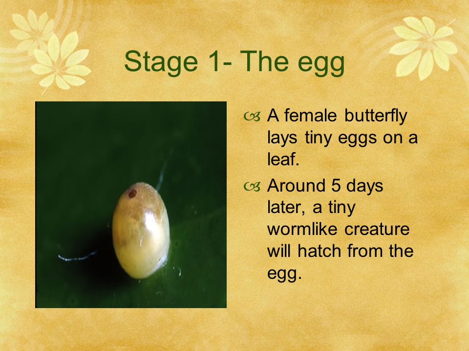 Stage 1- The egg A female butterfly lays tiny eggs on a leaf.