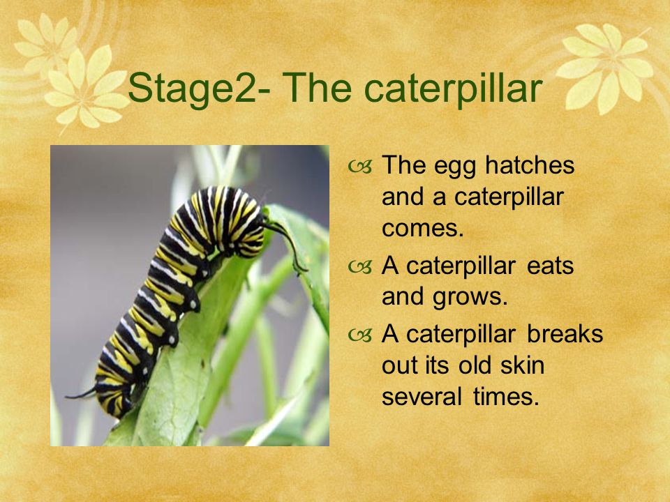 Stage2- The caterpillar
