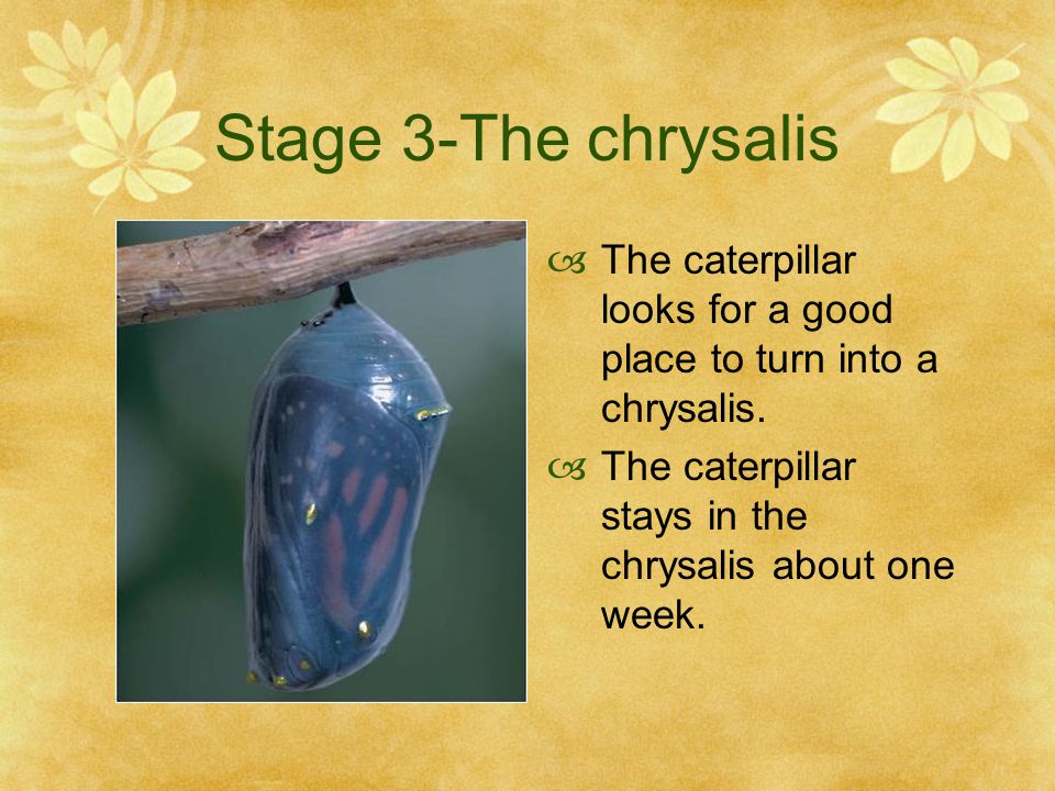 Stage 3-The chrysalis The caterpillar looks for a good place to turn into a chrysalis.