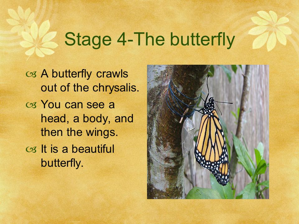 Stage 4-The butterfly A butterfly crawls out of the chrysalis.