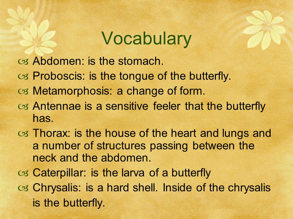 Vocabulary Abdomen: is the stomach.