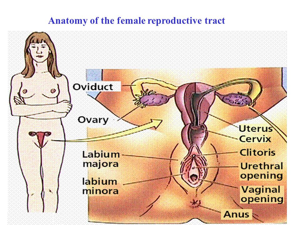 List of related male and female reproductive organs