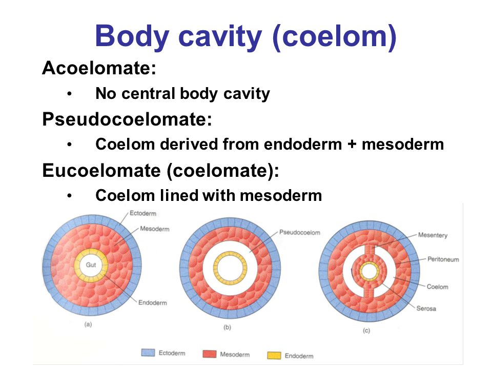 coelomate vagy acoelomate platelhelminthes