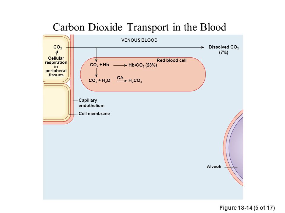 Use carbon dioxide. Carbon dioxide in the Blood. Carbon dioxide транскрипция. Dissolved Carbon dioxide in Blood. Transportation of Carbon dioxide in the Blood.
