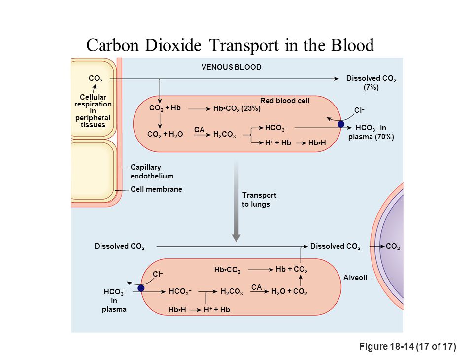 Use carbon dioxide. Carbon dioxide in the Blood. Carbon dioxide транскрипция. Dissolved Carbon dioxide in Blood. Dioxide транскрипция.