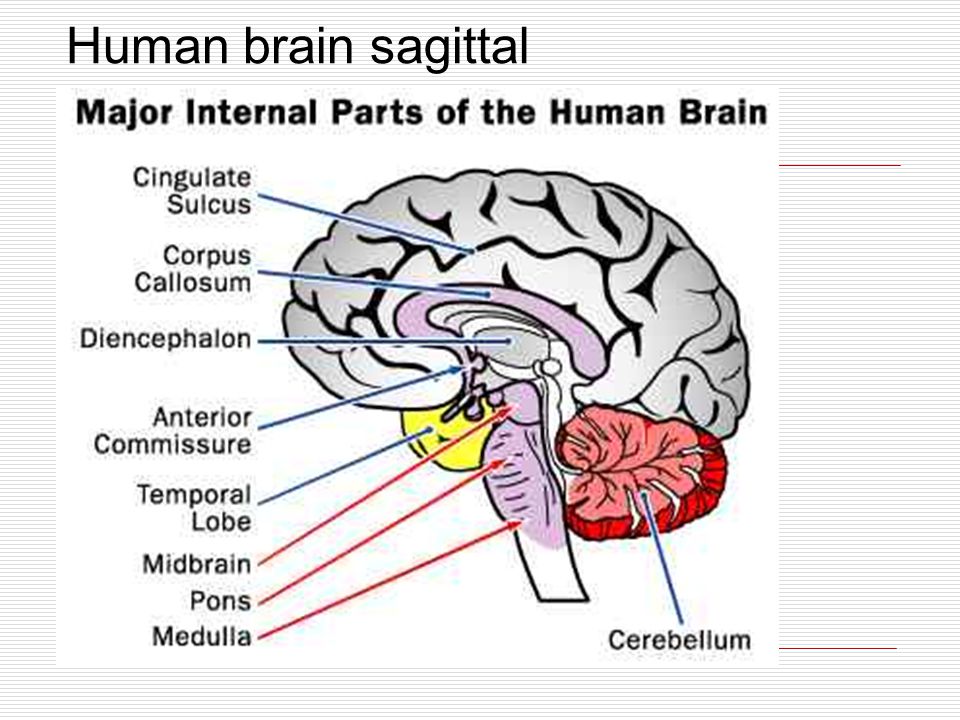 Internal parts. Sulcus Corpus callosum. Cingulate sulcus. Свод мозга. Parts of the Brain.