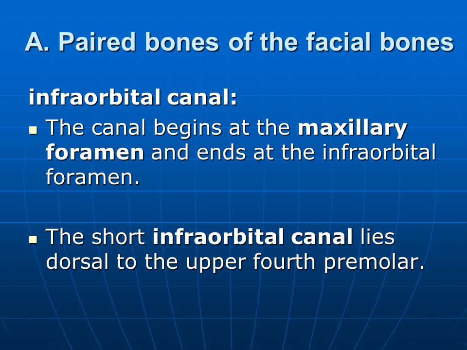 A. Paired bones of the facial bones