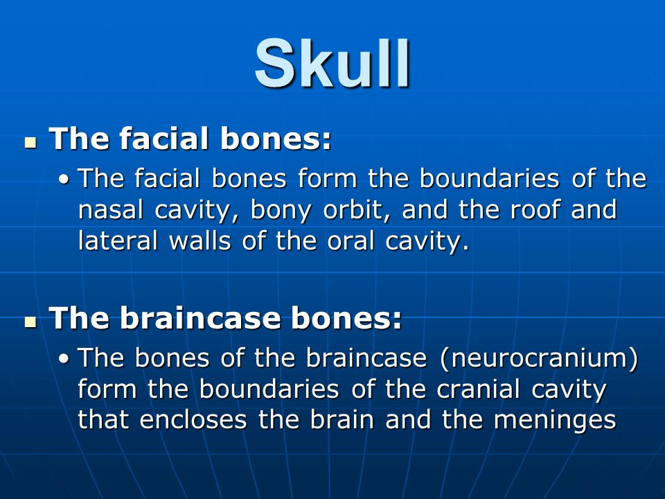 Skull The facial bones: The braincase bones: