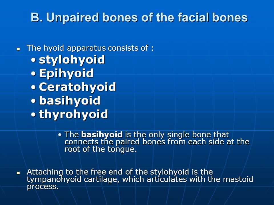 B. Unpaired bones of the facial bones
