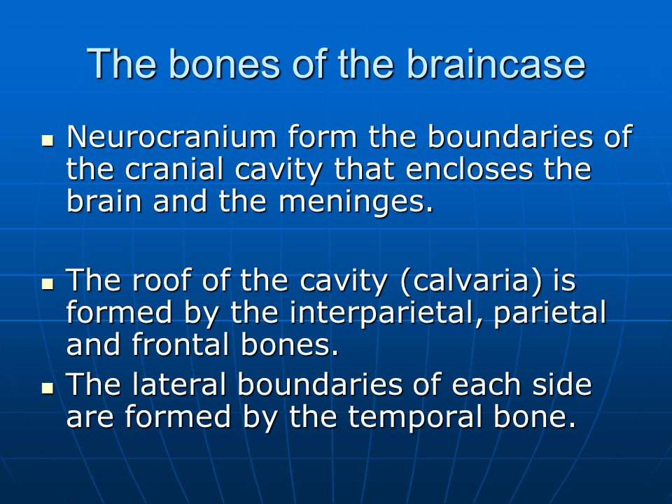 The bones of the braincase