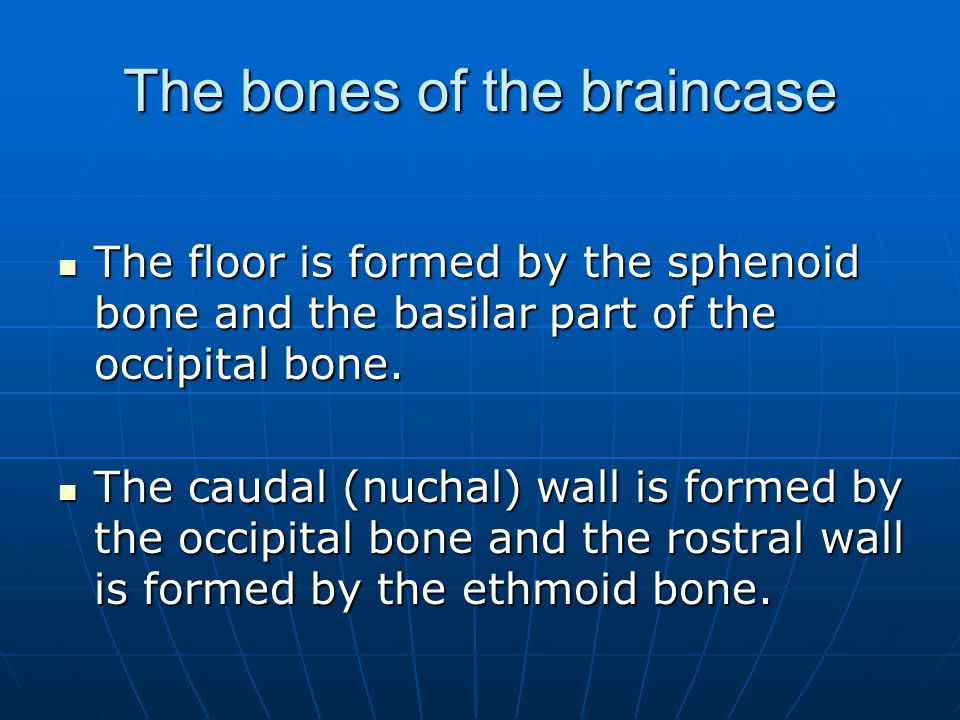 The bones of the braincase