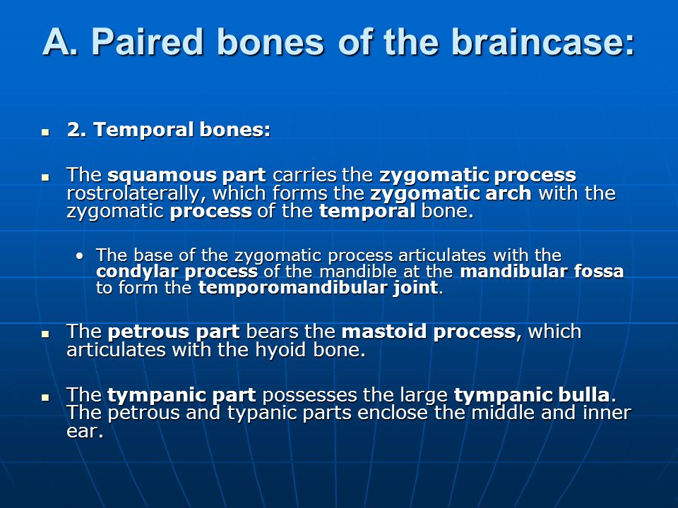 A. Paired bones of the braincase: